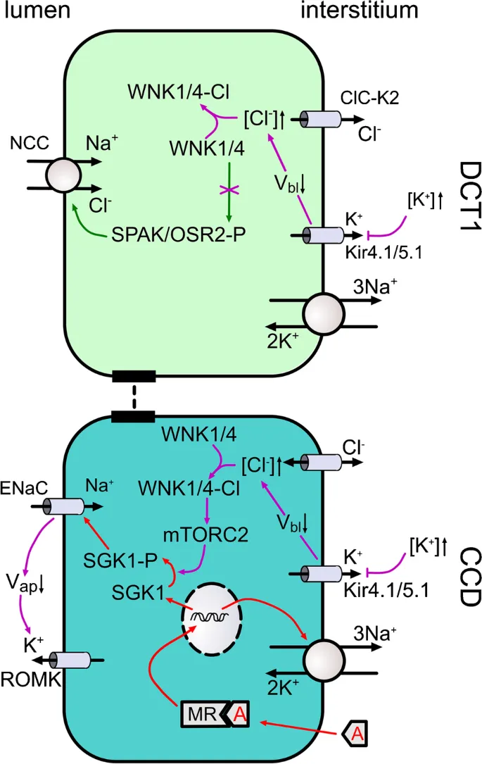 Transporters & hormonal actions in DCT & collecting duct