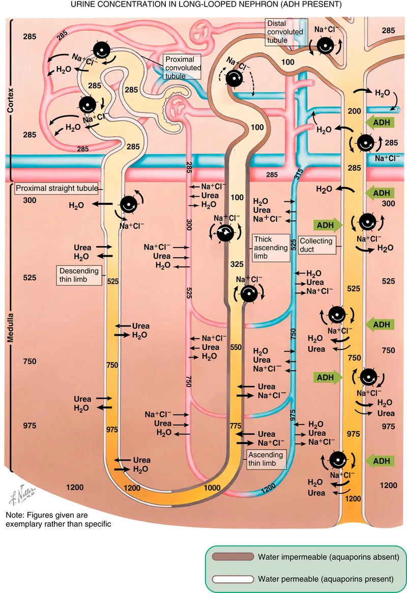 Urine Concentration in Long-Looped Nephron (ADH Present)