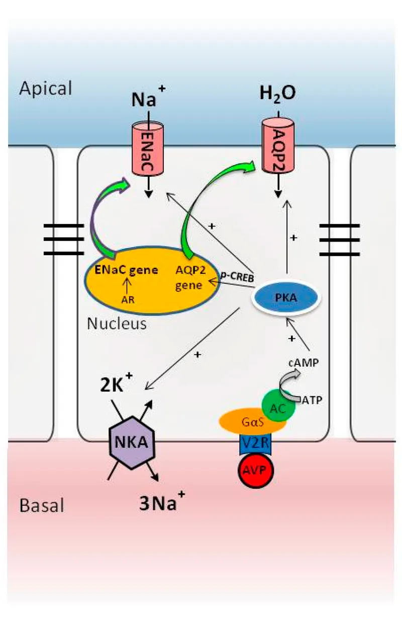 ADH action on renal collecting duct aquaporin-2 insertion