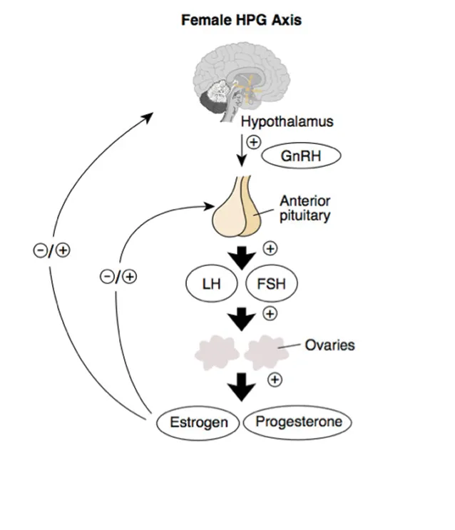 Female HPG Axis Diagram