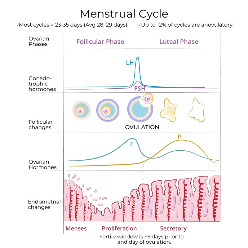 Menstrual Cycle Phases and Hormonal Changes