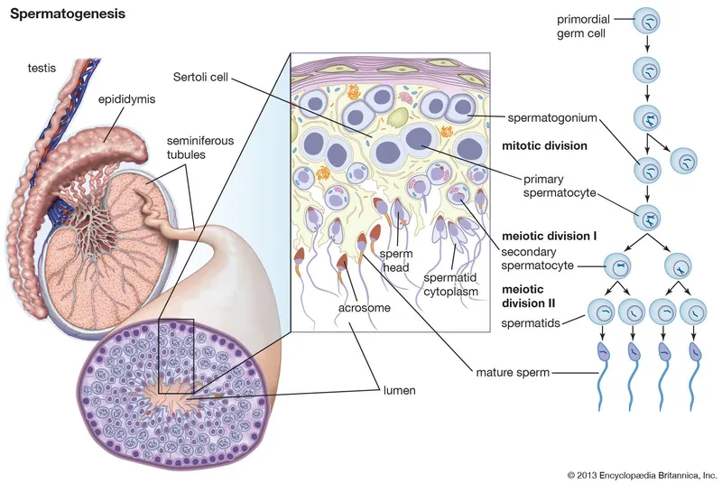 Spermatogenesis within the seminiferous tubule
