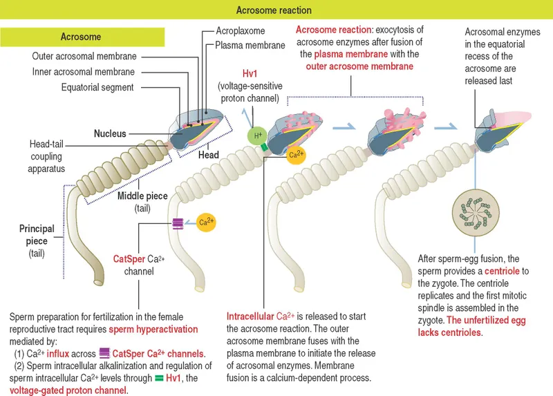 Sperm Acrosome Reaction and Fertilization Process