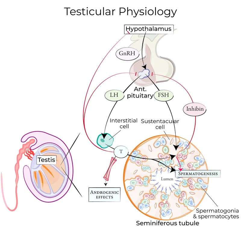 Male HPG Axis and Spermatogenesis