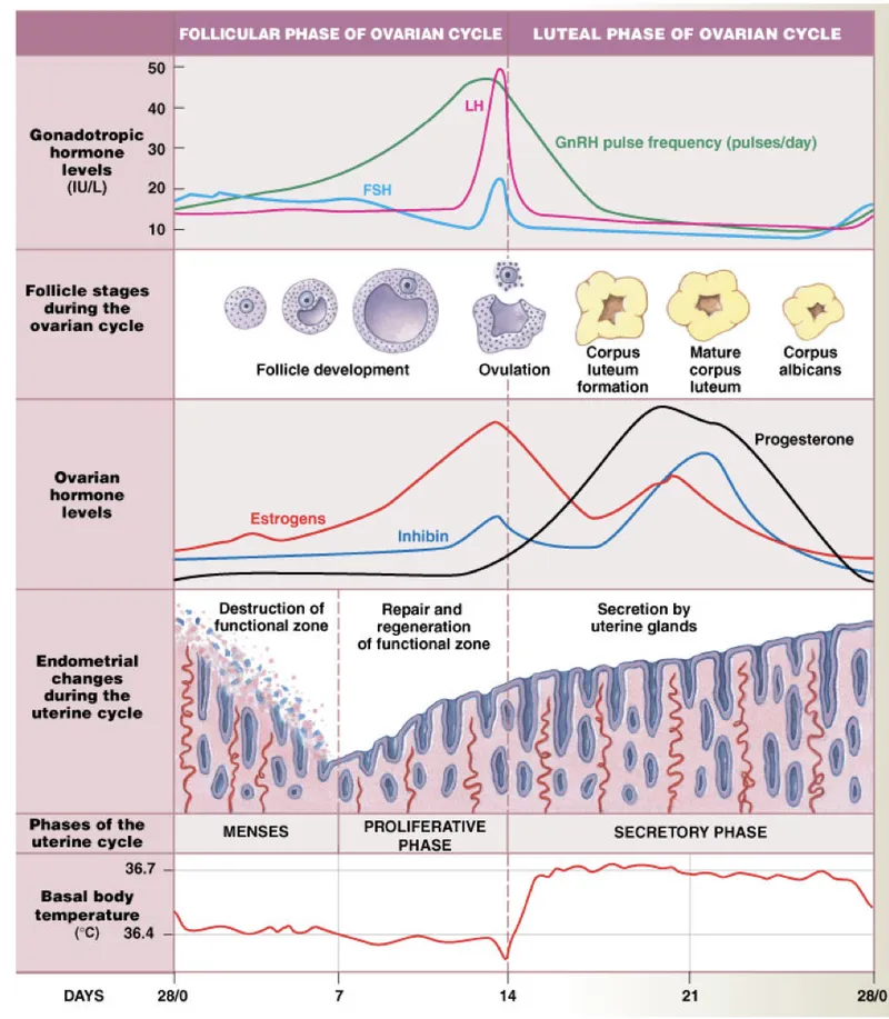 Menstrual Cycle: Hormones, Cycles, Temp