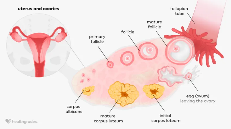 Ovulation and Corpus Luteum Development