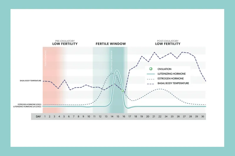 Hormone levels and basal body temperature during ovulation