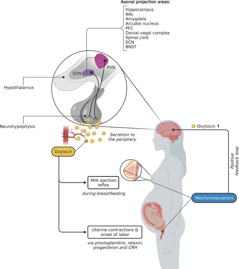 Oxytocin positive feedback in labor and breastfeeding