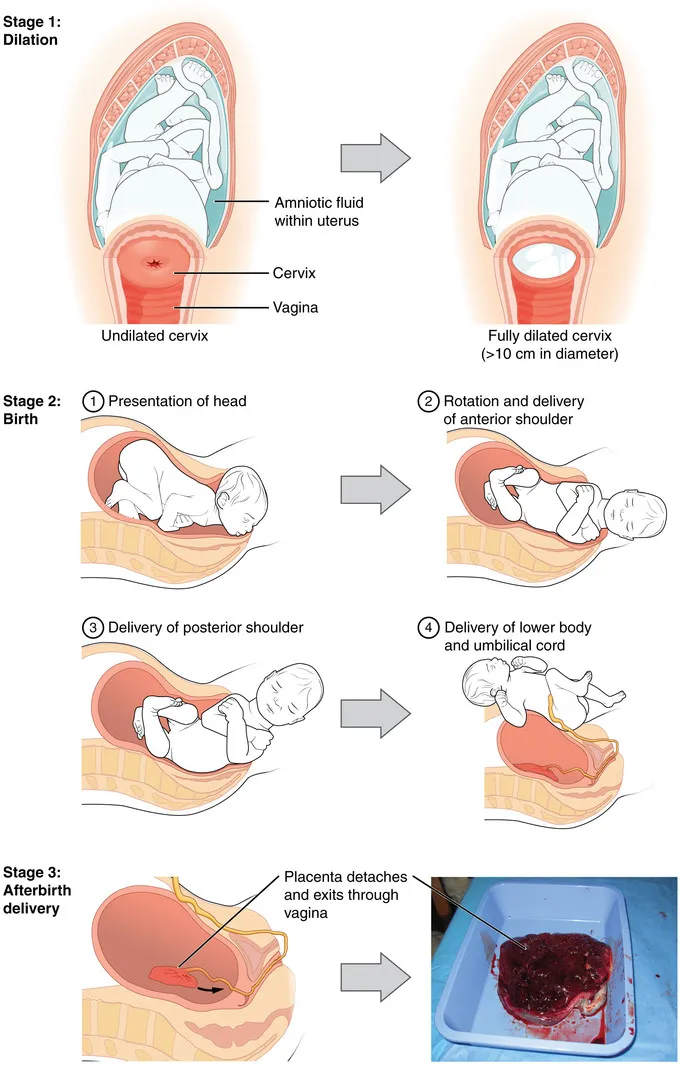Stages of Labor: Dilation, Birth, and Afterbirth