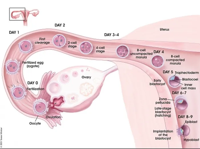Human fertilization, cleavage, blastocyst, and implantation