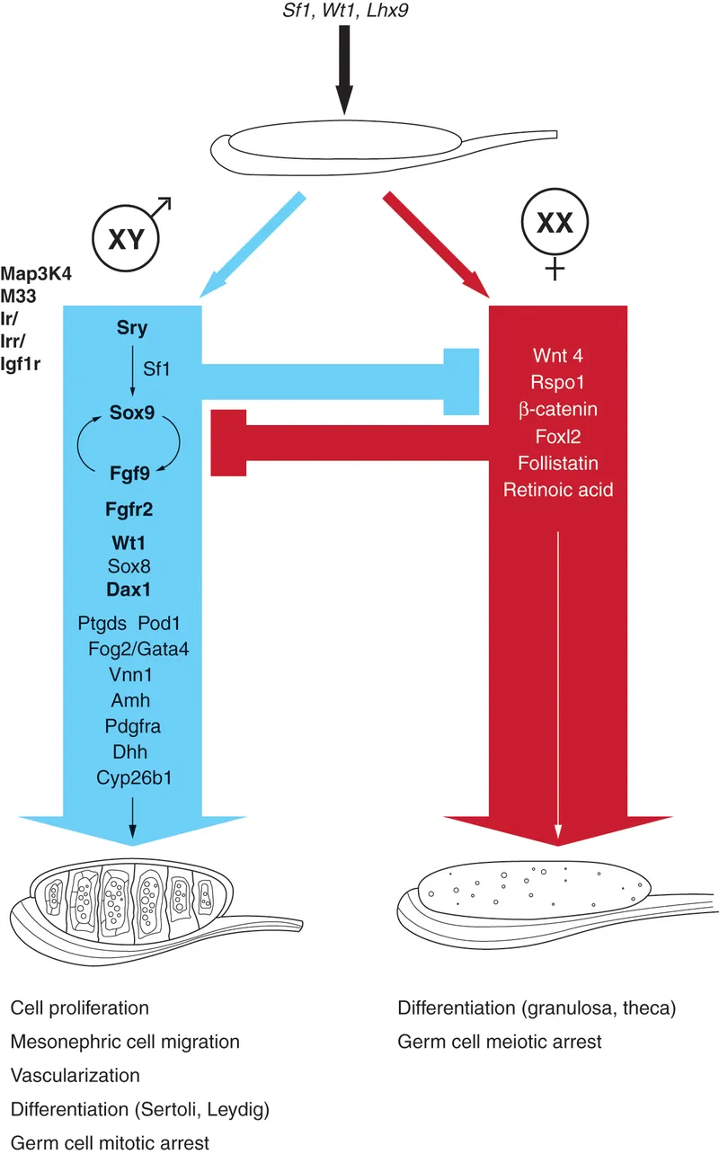 Genetic Control of Gonadal Differentiation (XY vs XX)