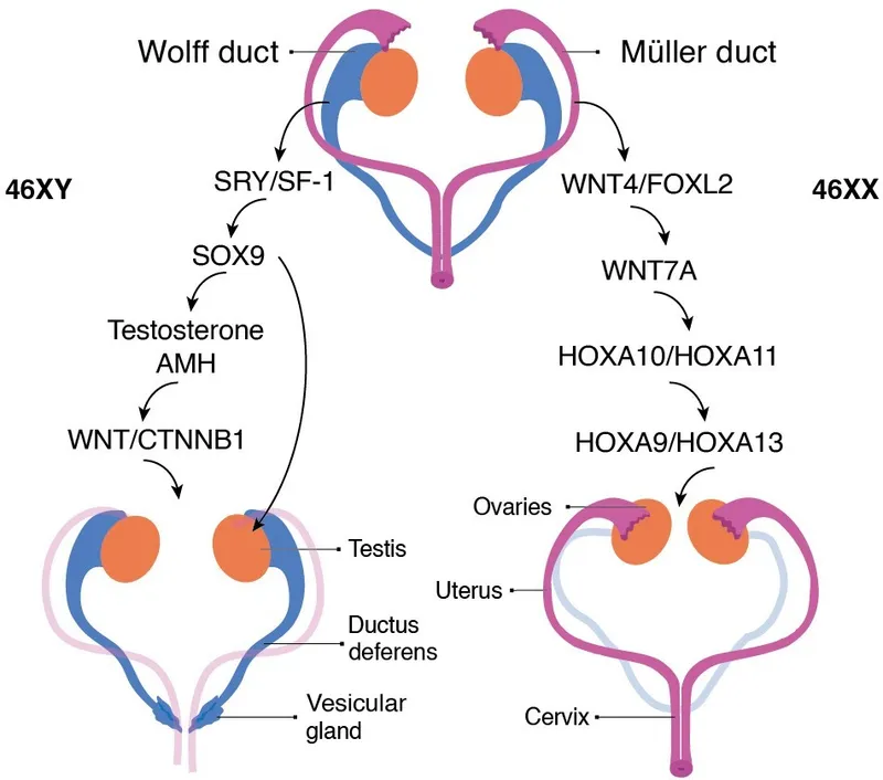 Wolffian and Müllerian Duct Development Pathways