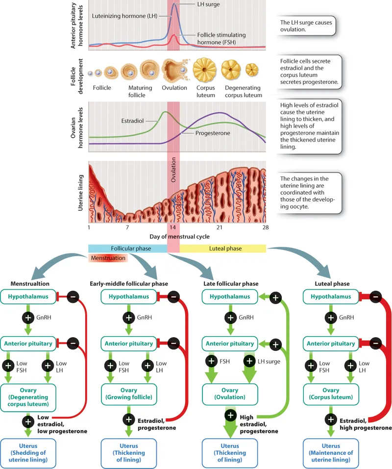 Menstrual Cycle Hormonal Regulation and Uterine Changes
