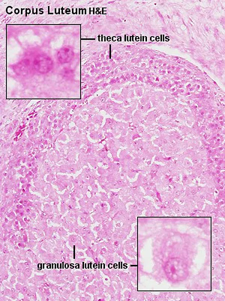 Corpus Luteum H&E: Granulosa and Theca Lutein Cells
