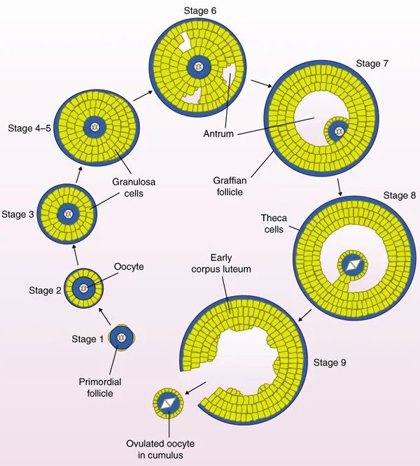 Ovarian Follicle Development and Ovulation Stages