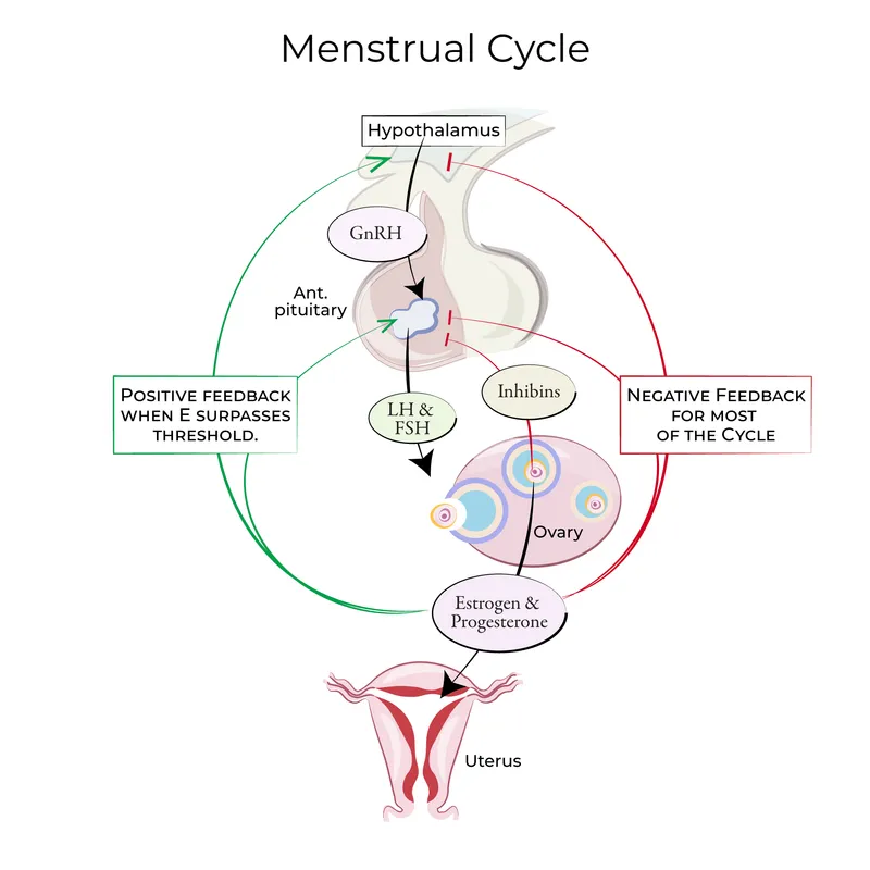 Hypothalamic-pituitary-ovarian axis feedback loops