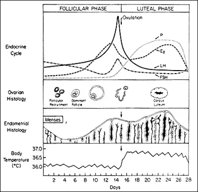 Female reproductive cycle: hormones, histology, temp