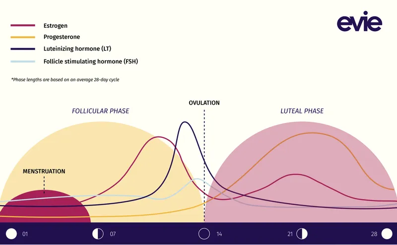 Hormonal changes during the menstrual cycle