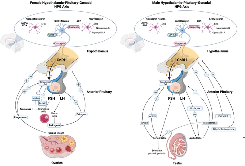 Female and Male Hypothalamic-Pituitary-Gonadal (HPG) Axis