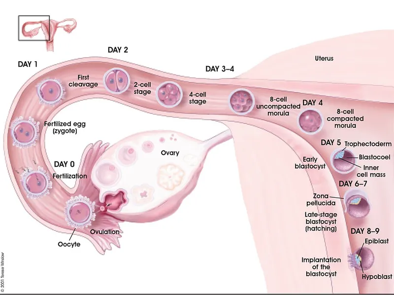 Zygote to blastocyst development and implantation