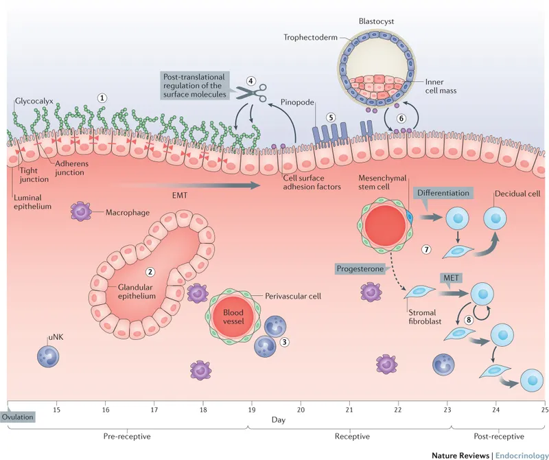 Endometrial changes during implantation