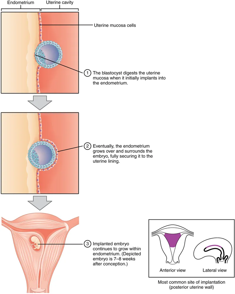 Blastocyst implantation and early embryonic development