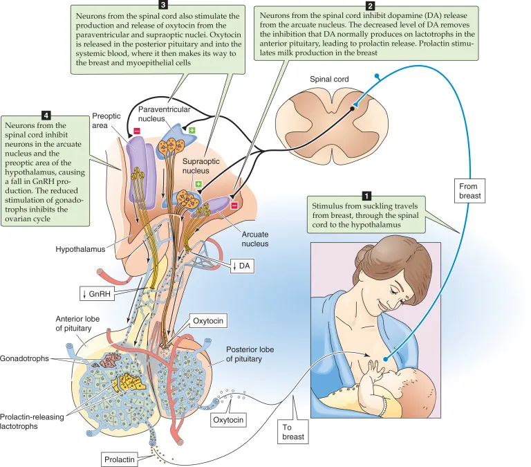 Neurohormonal control of lactation and milk let-down