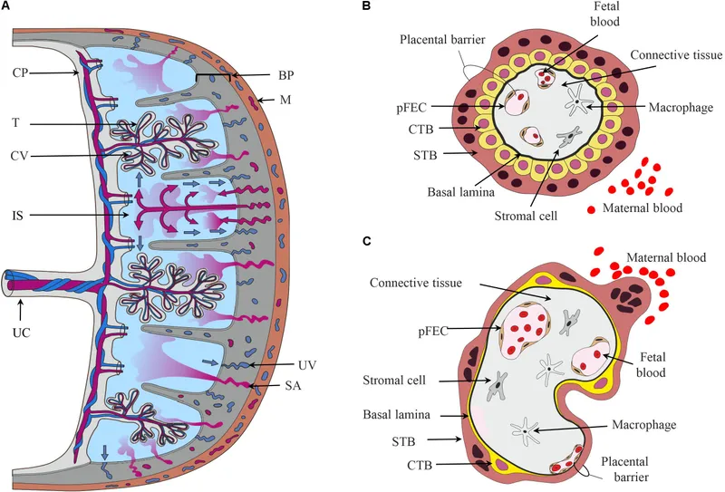 Placental Structure and Maternal-Fetal Exchange
