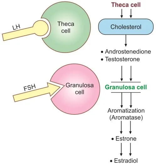 Two-cell, two-gonadotropin theory of estrogen synthesis