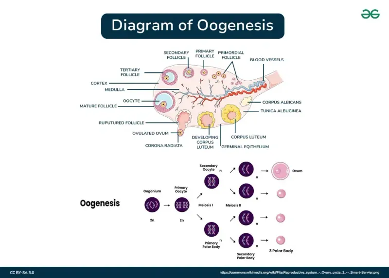 Oogenesis and Follicular Development