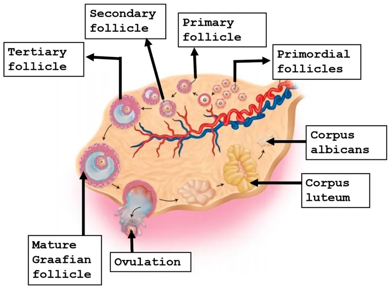 Oogenesis and Follicular Development Diagram