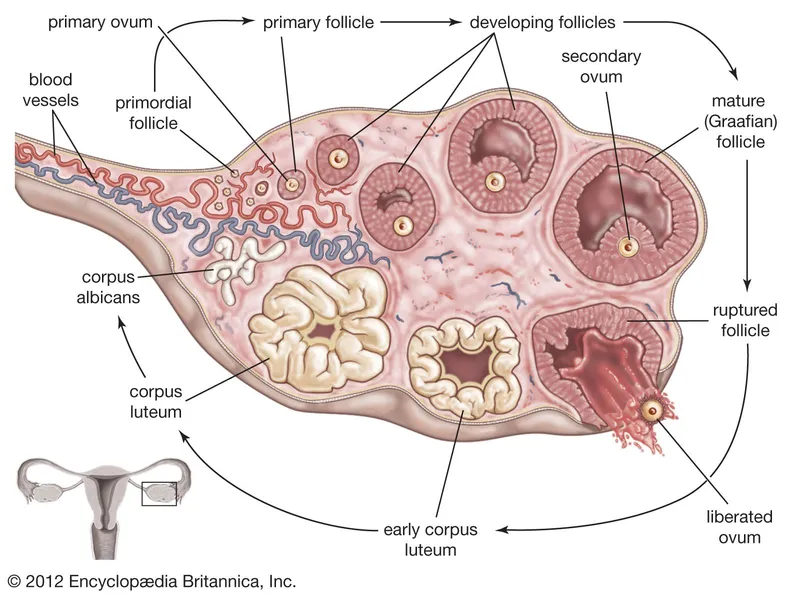 Ovarian Follicle Development and Ovulation