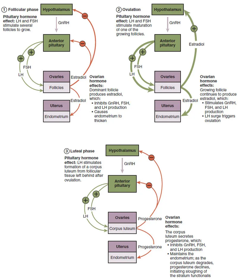 Hormonal control of menstrual cycle phases