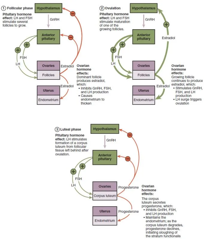 Hormonal regulation of the menstrual cycle
