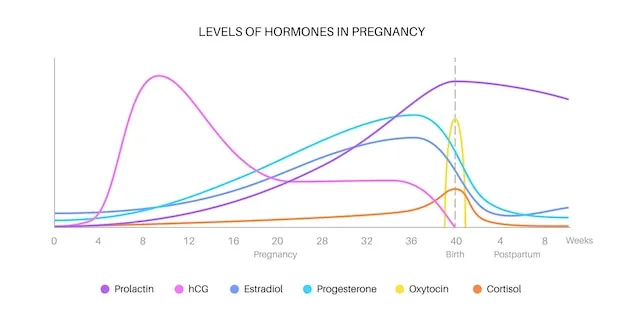 Hormone levels during pregnancy, birth, and postpartum