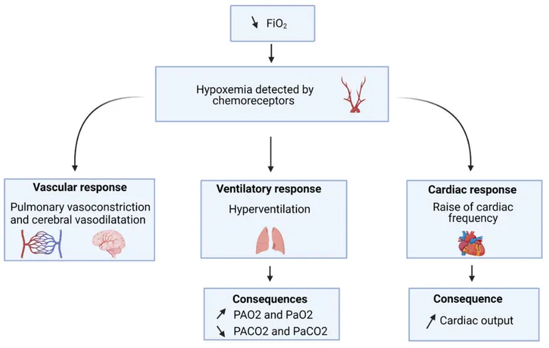 Physiological responses to hypoxemia