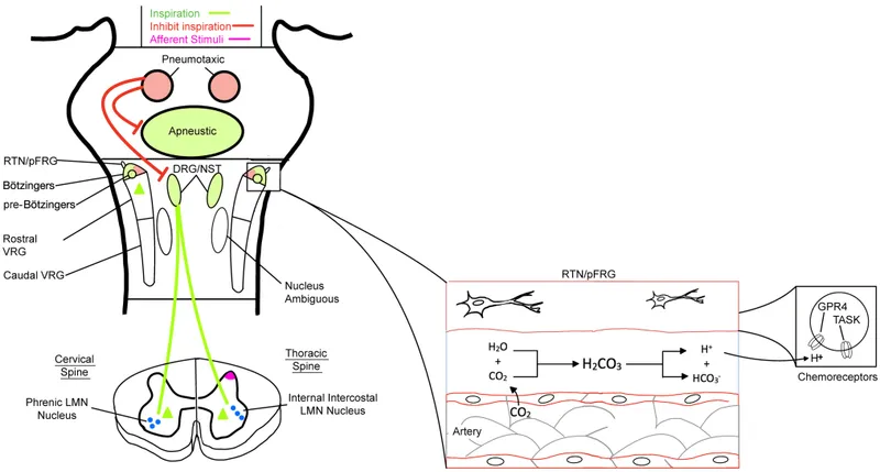 Neural control of breathing
