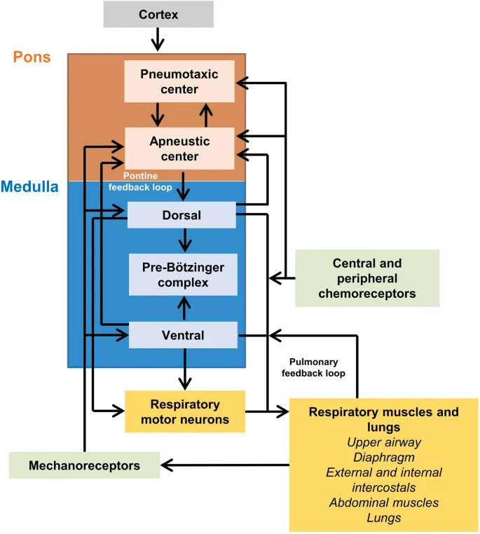 Neural control of breathing and respiratory feedback
