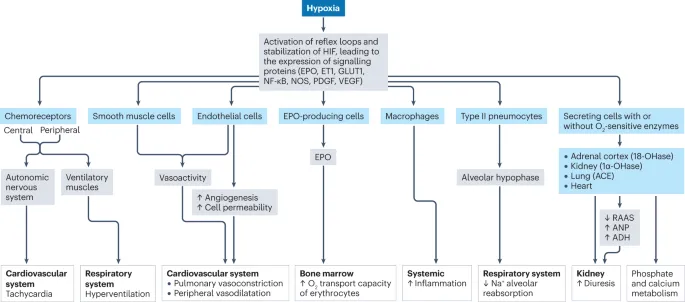 Physiological responses to hypoxia