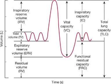 Spirometry: Pulmonary Volumes and Capacities