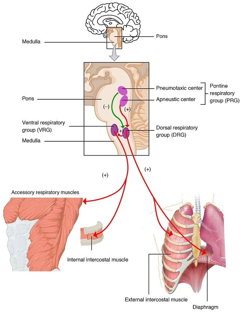 Respiratory Centers in Brainstem and Muscle Control