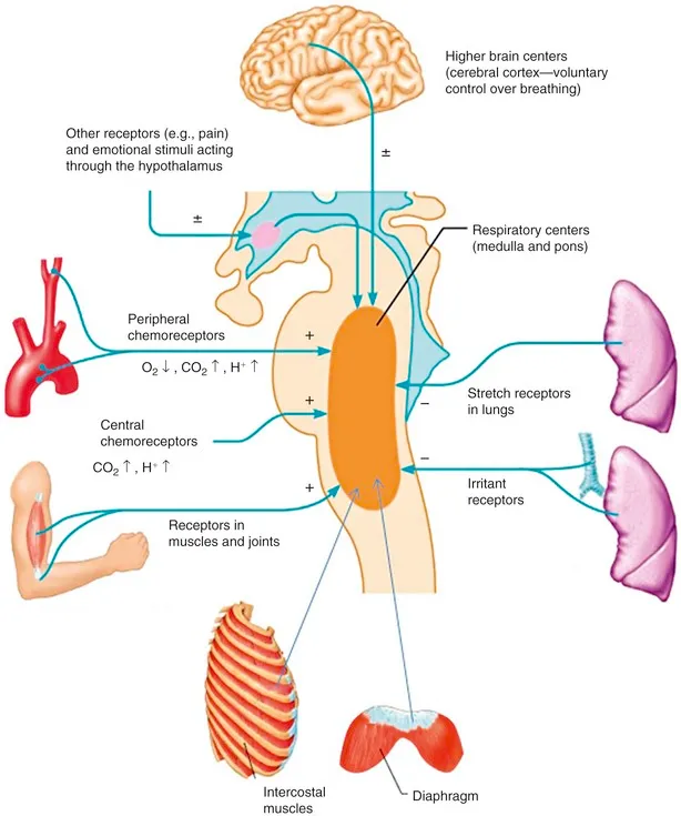 Control of Breathing Diagram