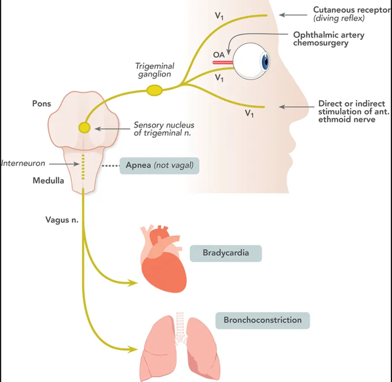 Mammalian Diving Reflex Pathway
