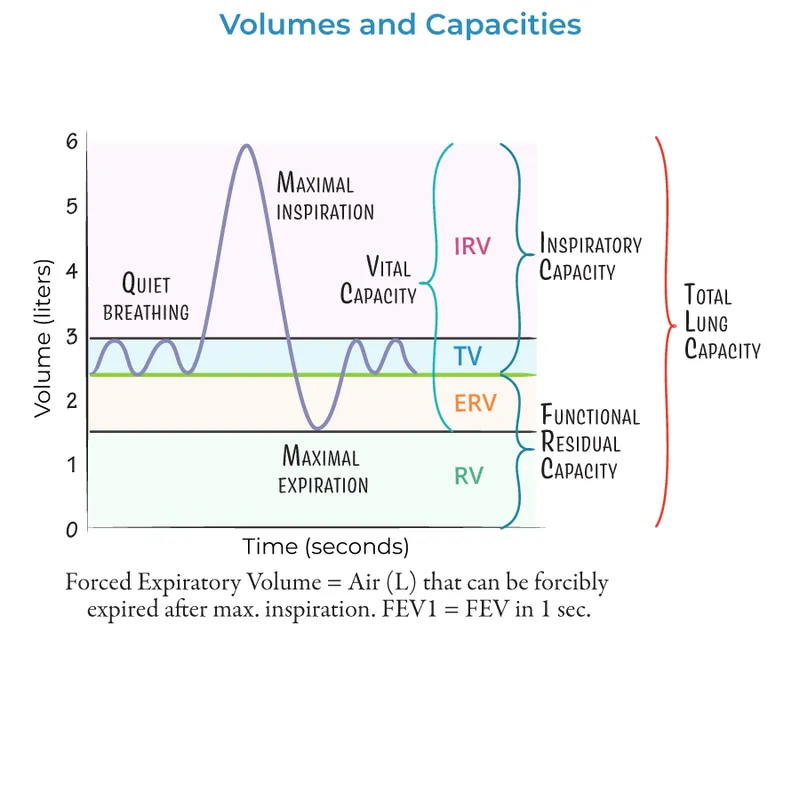 Lung Volumes and Capacities Spirogram