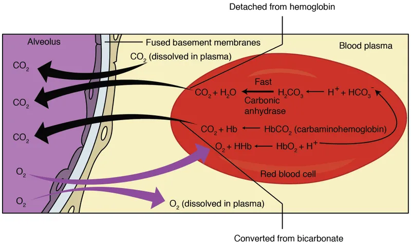CO2 Transport and Chloride Shift