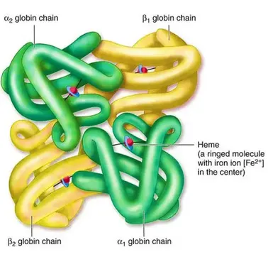 Hemoglobin Structure