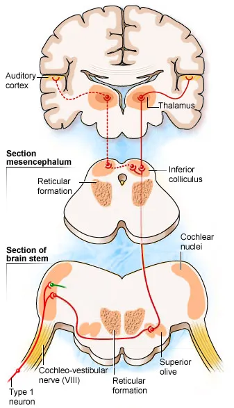 Auditory Pathway: Brainstem to Cortex