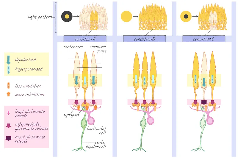Receptive Fields and Lateral Inhibition in Retinal Cells
