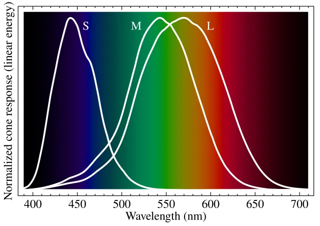 Spectral sensitivity curves of S, M, and L human cones