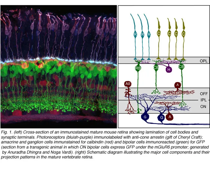 Retina Cross-Section: Cell Layers and Types